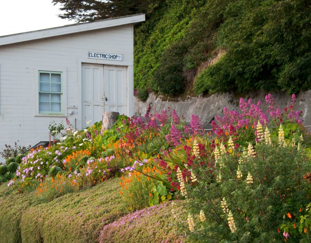 Roadside Garden, 2012 Photo by Elizabeth Byers Gardens of Alcatraz #Alcatraz #Gardens #SanFrancisco