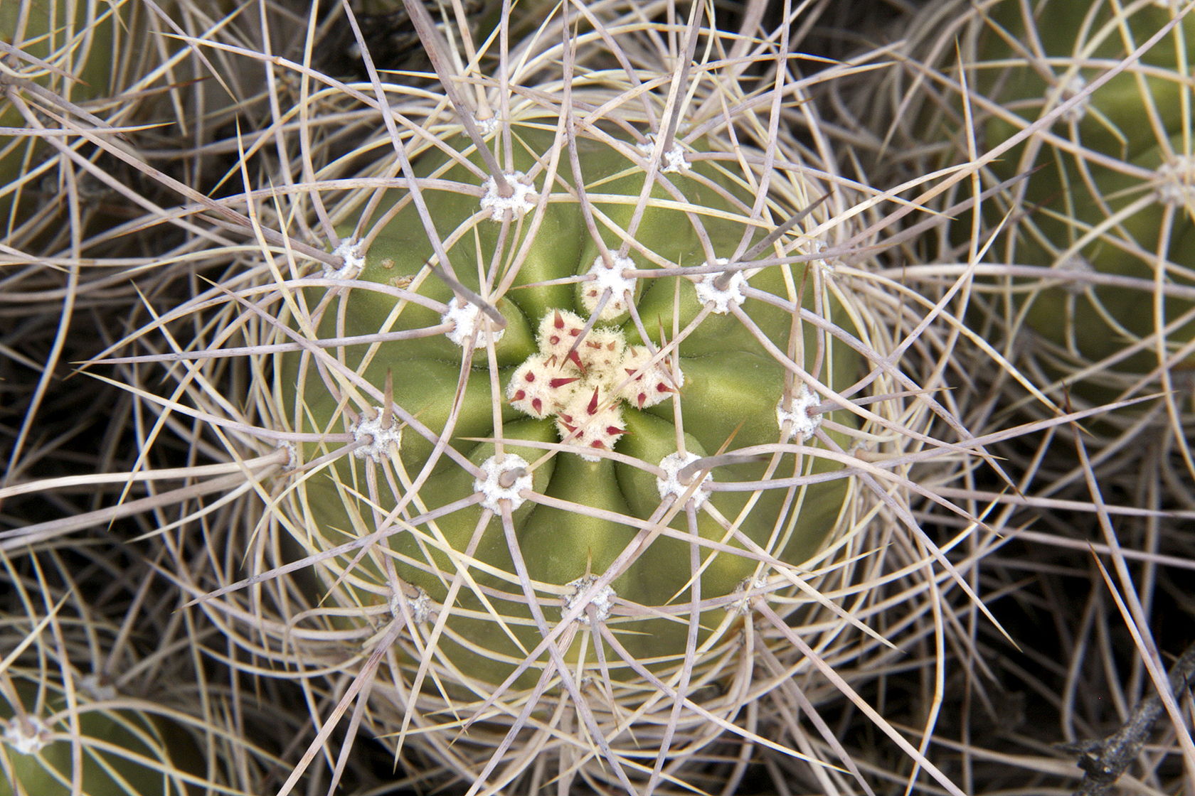 Catcus #California Joshua Tree National Park #JoshuaTree