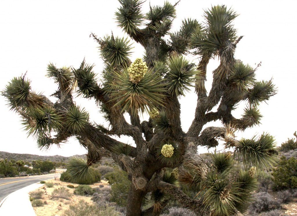 Joshua Tree #California Joshua Tree National Park #JoshuaTree