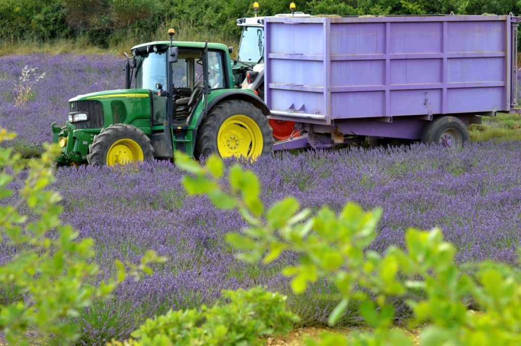 Provence Lavender Viktorija Todorovska @SipTasteShare