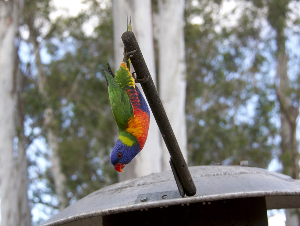 Lone Pine Koala Sancutary Birds #Brisbane #Australia