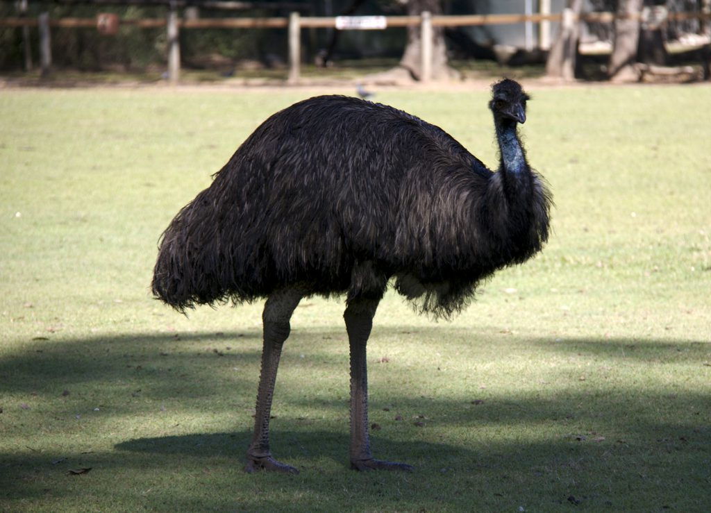 Lone Pine Koala Sancutary Birds #Brisbane #Australia