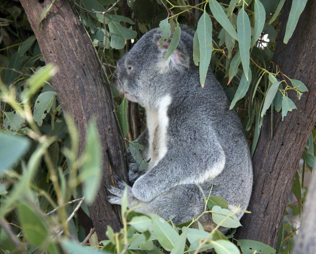 Lone Pine Koala Sancutary #Brisbane #Australia