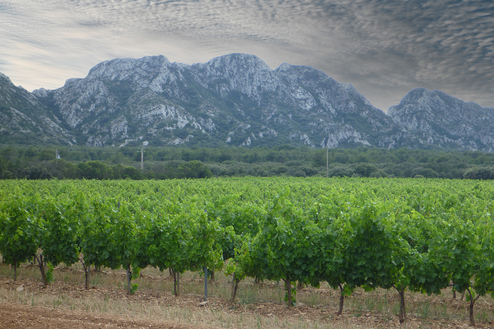 Discovering vineyards of the Alpilles Provence