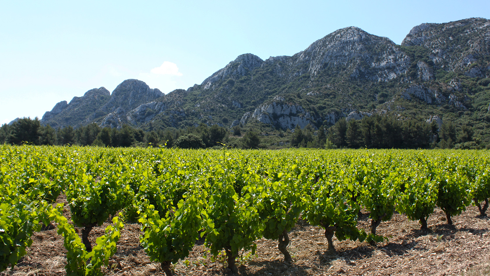 Alpilles Vineyards in Provence