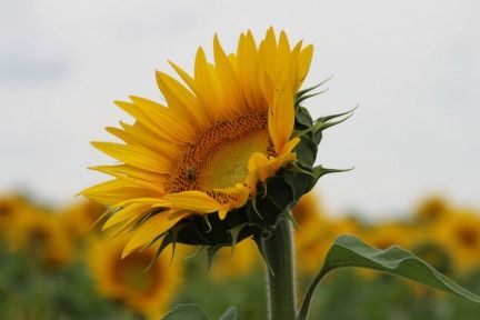 Sunny Sunflowers French Tournesols